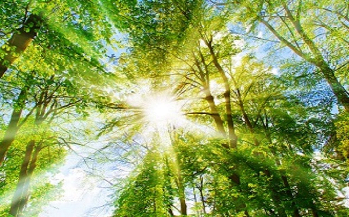 trees-sunlight-header